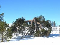 Wundersamer Kiefernwald