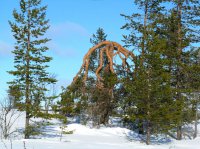 Wald der wundersamen Kiefern