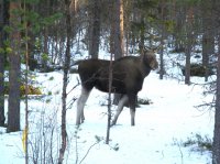Novemberjagd