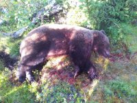 Erfolgreiche Bärenjagd im August