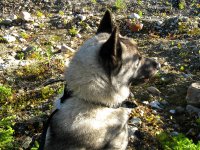 "Elchhund"