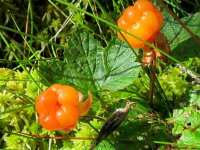 Multebeeren