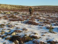 Jagd in den Fjälls