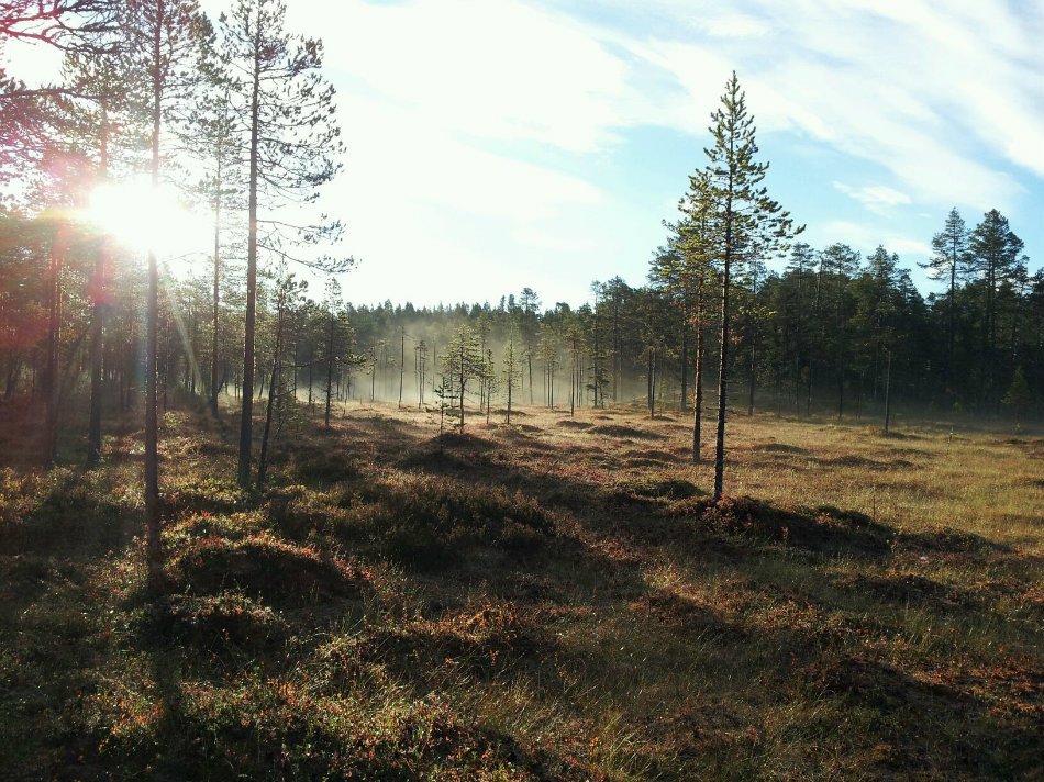 Pass am Waldmoor
