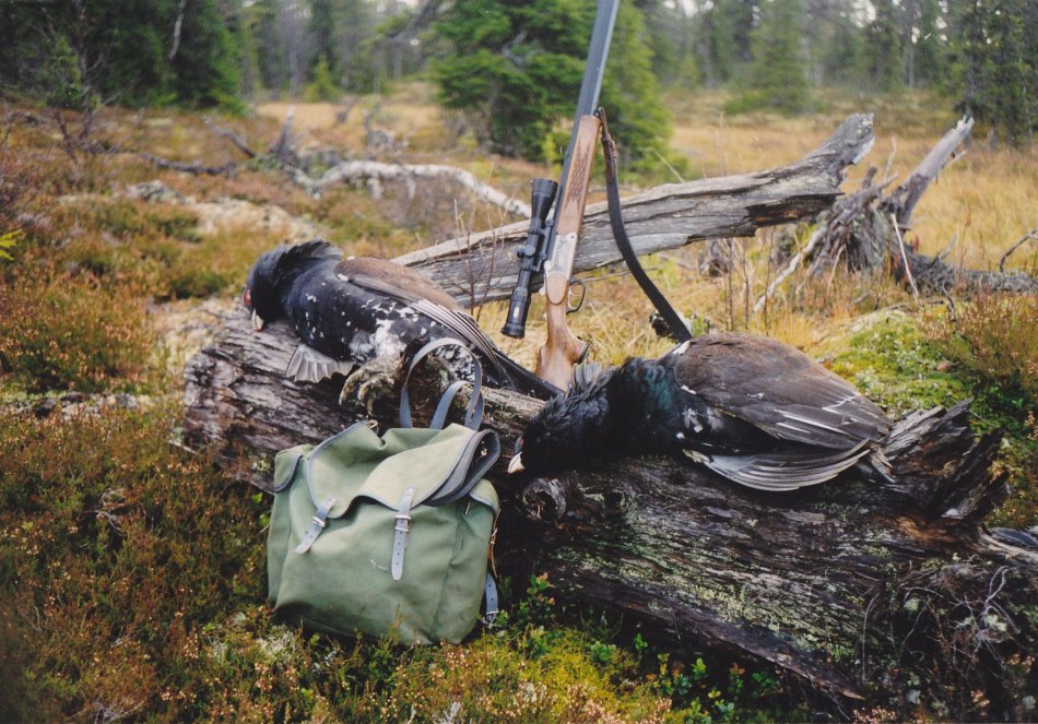 Jagdglück mit zwei kapitalen Auerhähnen am Morgen