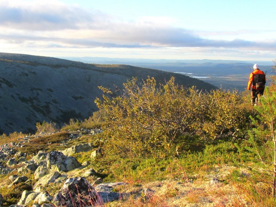 Fjällrevier
