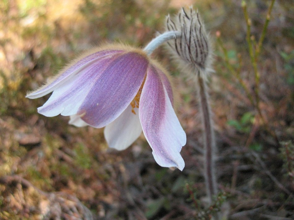 Mosippa, die Landschaftsblume