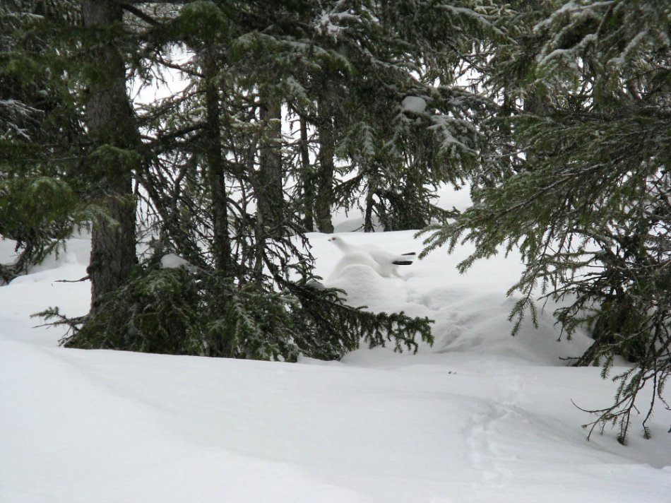 "Ripa" Schneehuhn