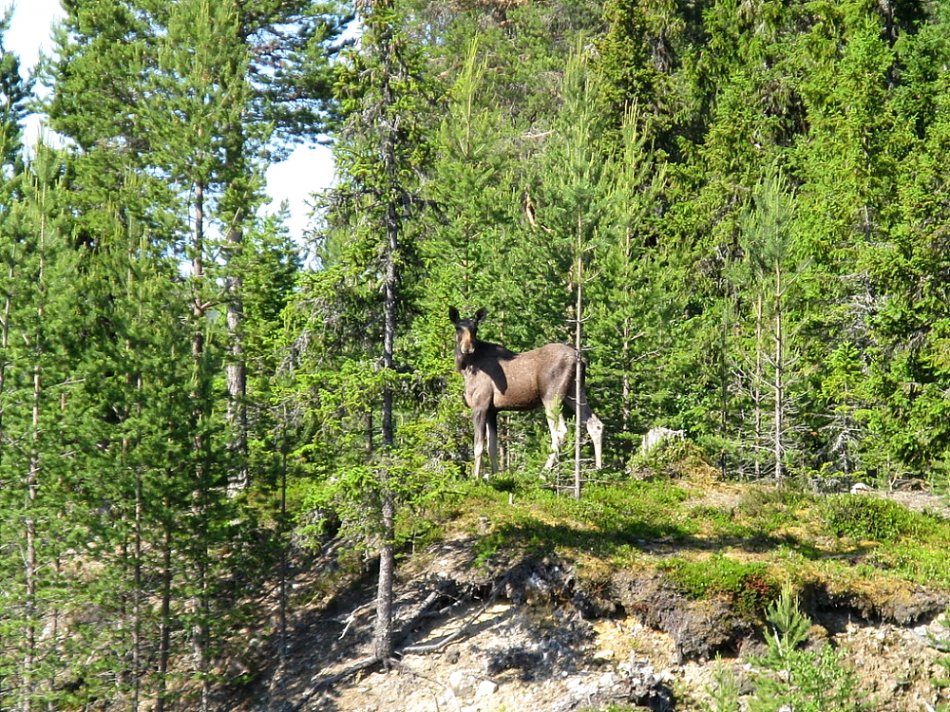 Junger Elch am Wasser